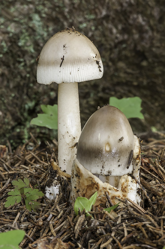 muchotrávka umbrovožltá Amanita battarrae (Boud.) Bon