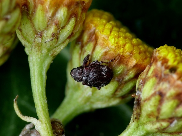 kvetovka jabloňová (sk) / květopas jabloňový (cz) Anthonomus pomorum Linnaeus, 1758