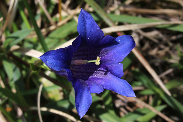 horec clusiov Gentiana clusii Perr. et Songeon