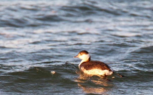 potápka ušatá Podiceps auritus