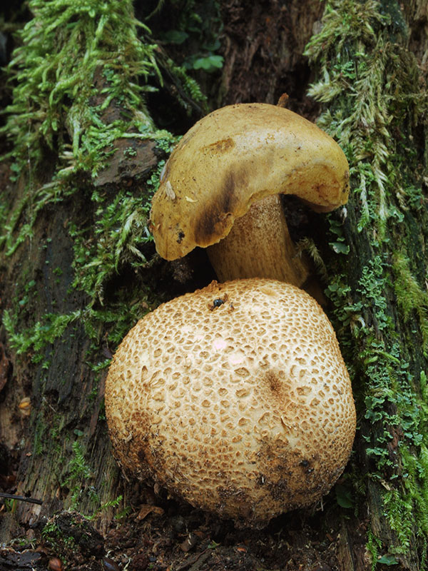 suchohríb cudzopasný Pseudoboletus parasiticus (Bull.) Šutara