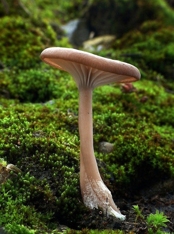 strmulica čiaškovitá Pseudoclitocybe cyathiformis (Bull.) Singer