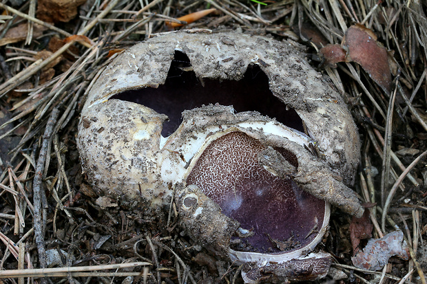 tulipánovka fialová Sarcosphaera coronaria (Jacq.) J. Schröt.