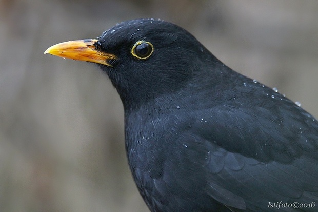 drozd čierny Turdus merula