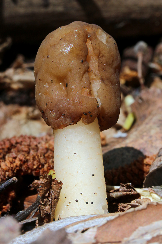 smrčkovec náprstkovitý Verpa conica (O.F. Müll.) Sw.