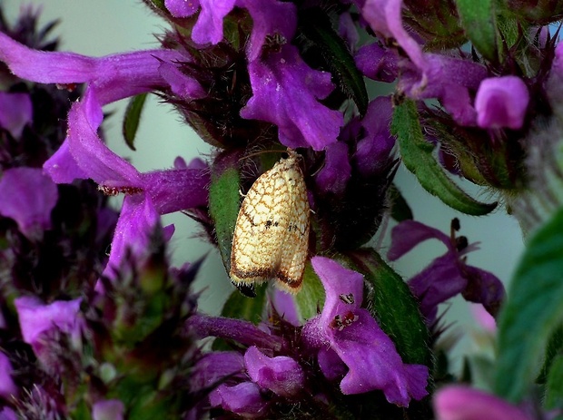 obaľovač javorový (sk) / obaleč javorový (cz) Acleris forsskaleana Linnaeus, 1758