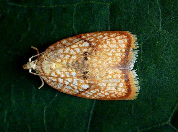 obaľovač javorový (sk) / obaleč javorový (cz) Acleris forsskaleana Linnaeus, 1758