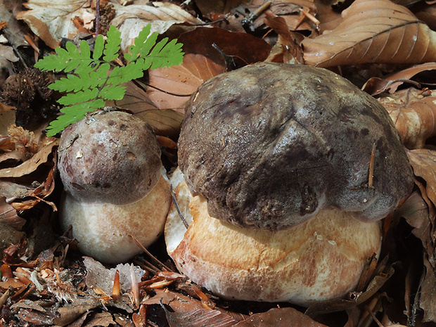 hríb sosnový Boletus pinophilus Pil. et Dermek in Pil.