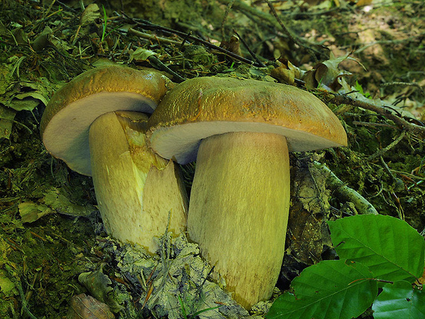 hríb dubový Boletus reticulatus Schaeff.