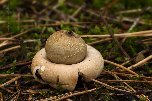 hviezdovka strapkatá Geastrum fimbriatum Fr.