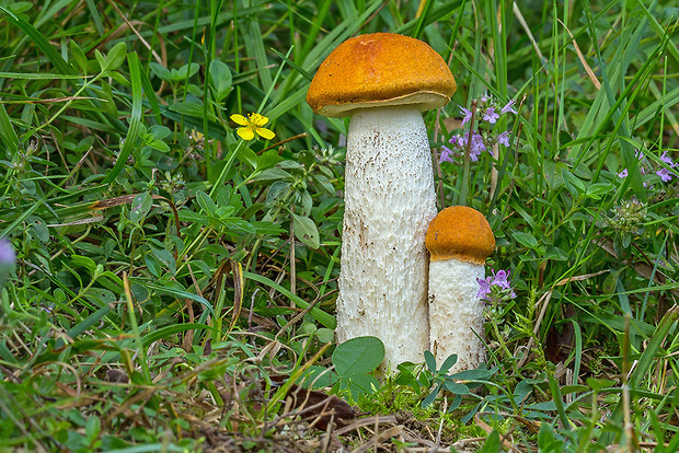 kozák osikový Leccinum albostipitatum den Bakker & Noordel.