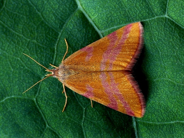 piadivka menšia (sk) / rudopásník menší (cz) Lythria cruentaria Hufnagel, 1767