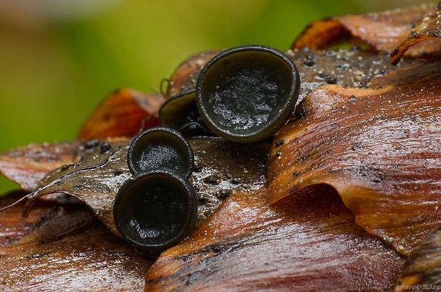 jahňadka smreková Rutstroemia bulgarioides (P. Karst.) P. Karst.