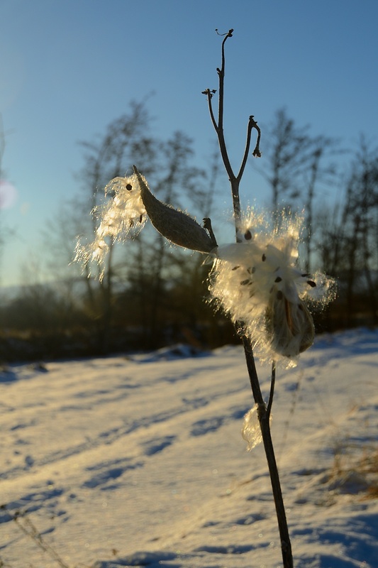 glejovka americká Asclepias syriaca L.