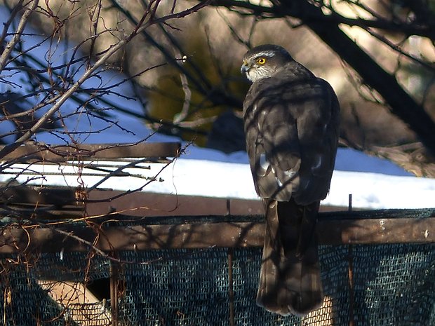 jastrab krahulec Accipiter nisus