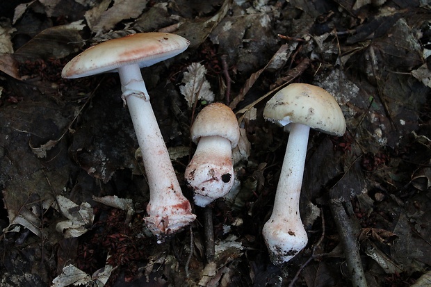 muchotrávka červenkastá Amanita rubescens Pers.