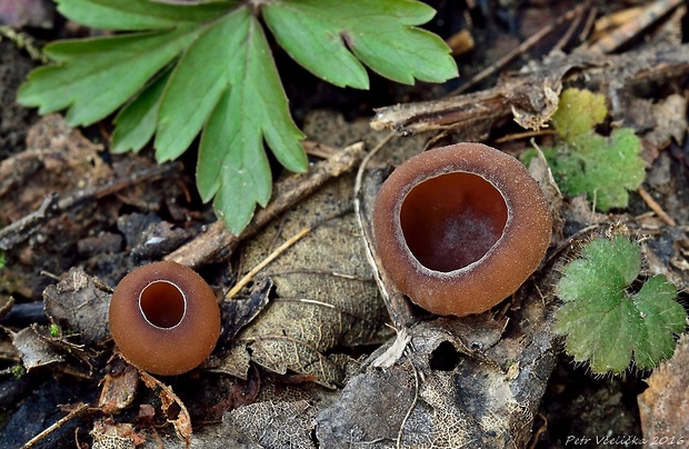 hľuznatka veternicová Dumontinia tuberosa (Bull.) L.M. Kohn