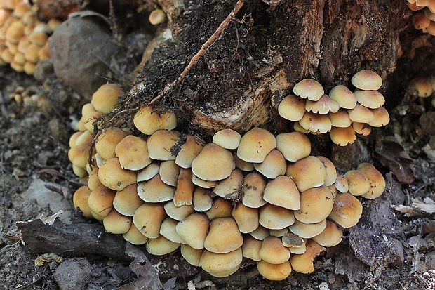 strapcovka zväzkovitá Hypholoma fasciculare (Huds.) P. Kumm.