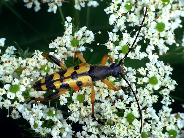 fuzáč škvrnitý (sk) / tesařík skvrnitý (cz) Leptura maculata Poda, 1761