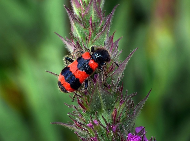 pestroš včelí (sk) / pestrokrovečník včelový (cz) Trichodes apiarius Linnaeus, 1758