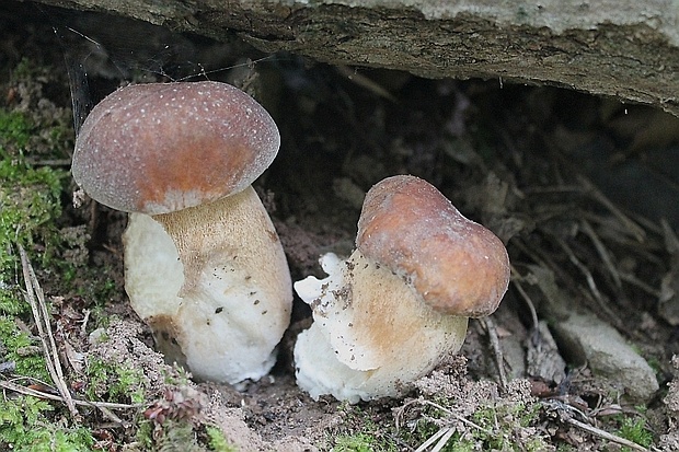 hríb dubový Boletus reticulatus Schaeff.