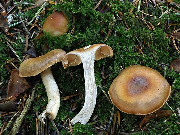 pavučinovec pestrohlúbikový Cortinarius poecilopus Rob. Henry