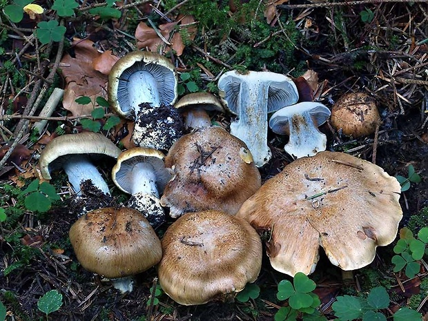 pavučinovec nechutný Cortinarius subglaucopus Murrill