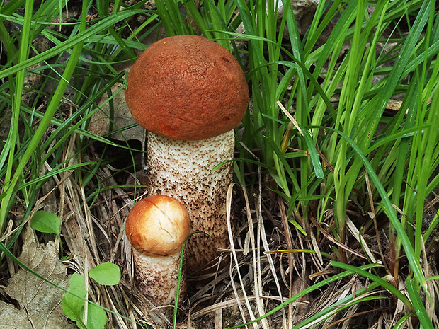 kozák dubový Leccinum aurantiacum (Bull.) Gray