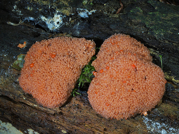 jahodník sasankovitý Tubifera ferruginosa (Batsch) J.F. Gmel.