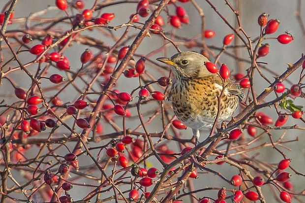 drozd čvikotavý  Turdus pilaris