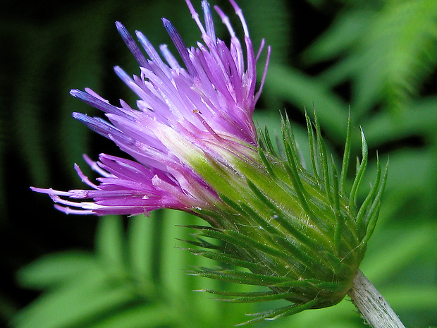 bodliak lopúchovitý Carduus personata (L.) Jacq.