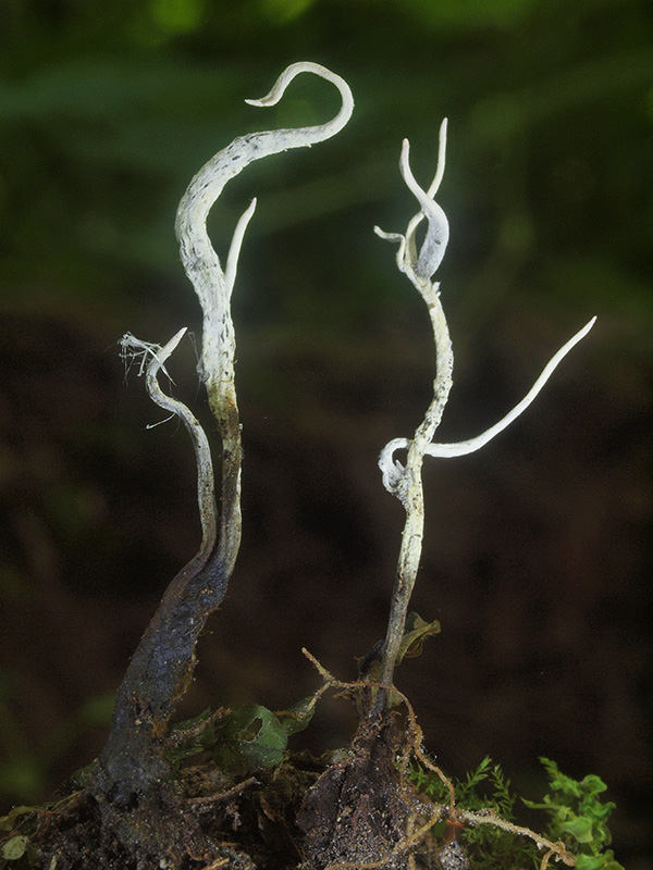 drevnatec hlohový Xylaria oxyacanthae Tul. et C. Tul