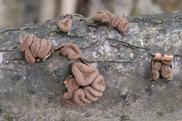 dutinovka otrubnatá Encoelia furfuracea (Roth) P. Karst.