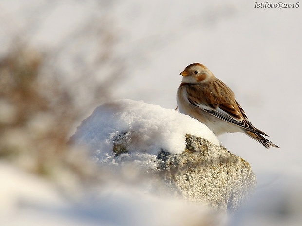 snehuľka severská Plectrophenax nivalis