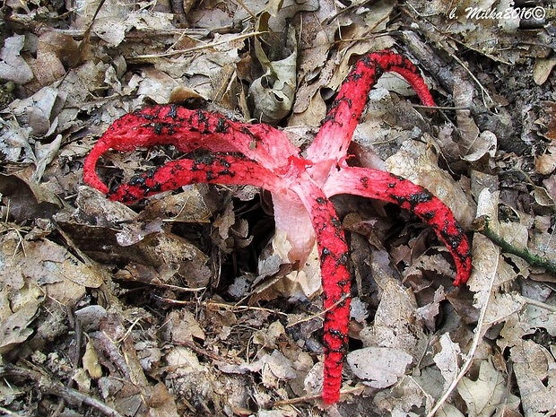 mrežovka kvetovitá Clathrus archeri (Berk.) Dring