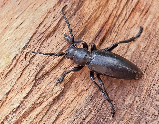 fuzáč čierny Dorcadion aethiops