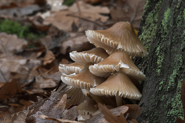 prilbička Mycena sp.