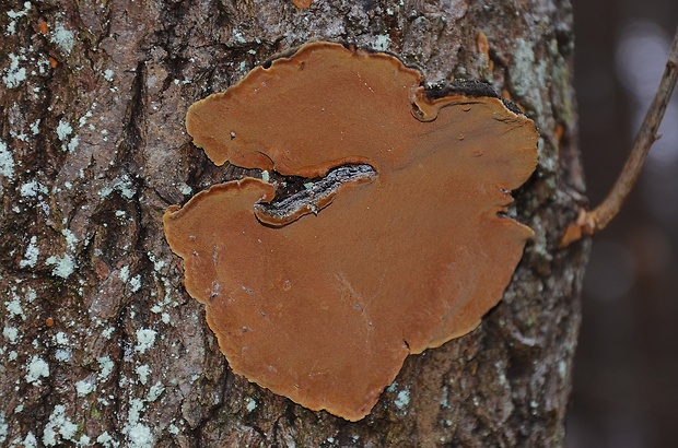 ohňovec Phellinus sp.