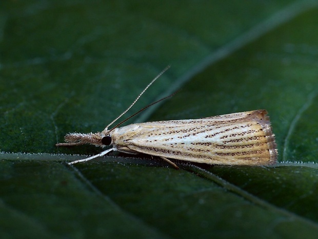 trávovec medničkový (sk) / travařík pastvinný (cz) Agriphila straminella Denis & Schiffermüller, 1775