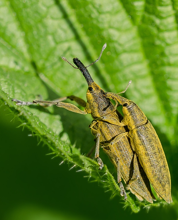 dlhánik Lixus iridis