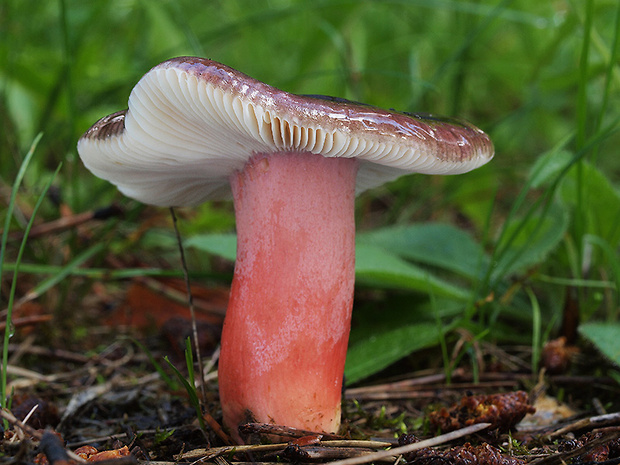 plávka zavalitá Russula torulosa Bres.