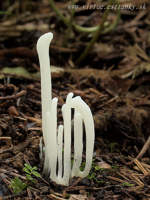 kyjačik lámavý Clavaria fragilis Holmsk.