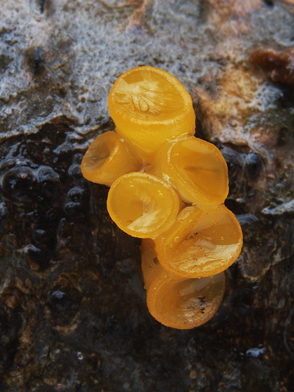 trasľavka pohárikovitá Guepiniopsis buccina (Pers.) L.L. Kenn.