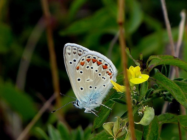 modráčik blankytný (sk) / modrásek vičencový (cz) Polyommatus thersites Cantener, 1835