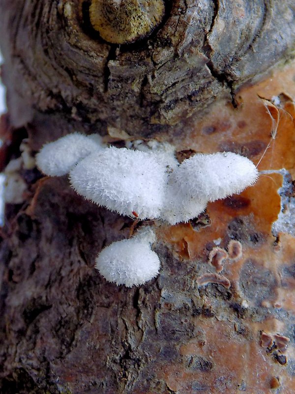 klanolupeňovka obyčajná Schizophyllum commune Fr.