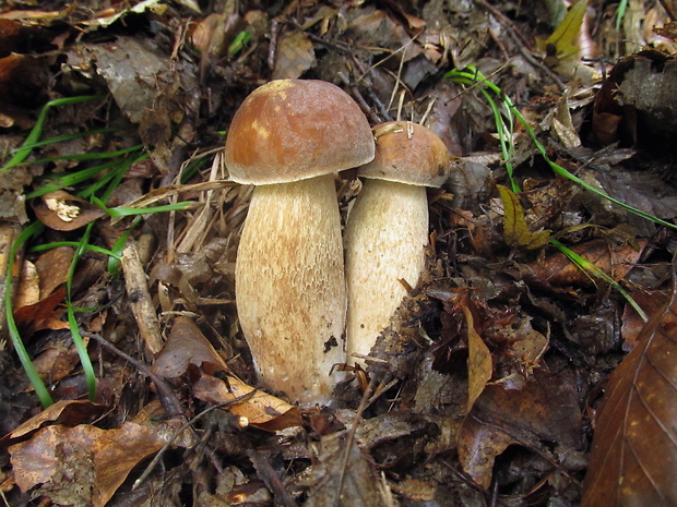 hríb dubový Boletus reticulatus Schaeff.