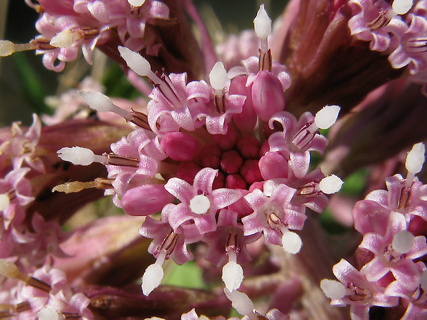 deväťsil lekársky Petasites hybridus (L.) P. Gaertn., B. Mey. et Scherb.