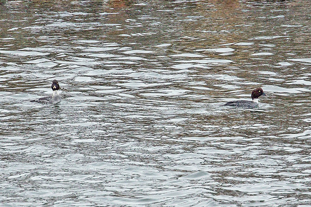 hlaholka severská  Bucephala clangula