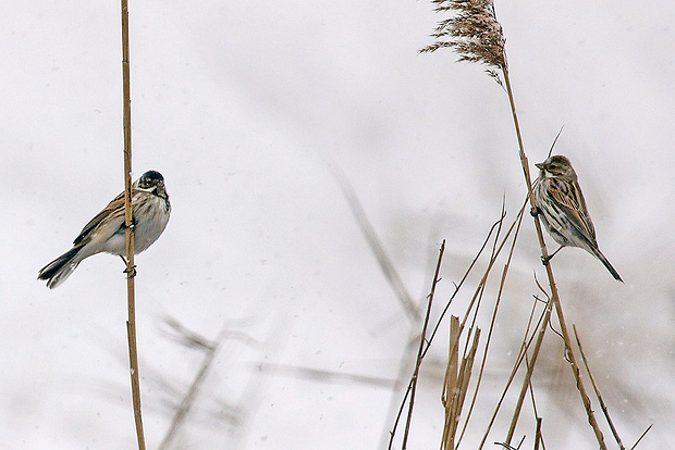 strnádka trstinová - pár Emberiza schoeniclus