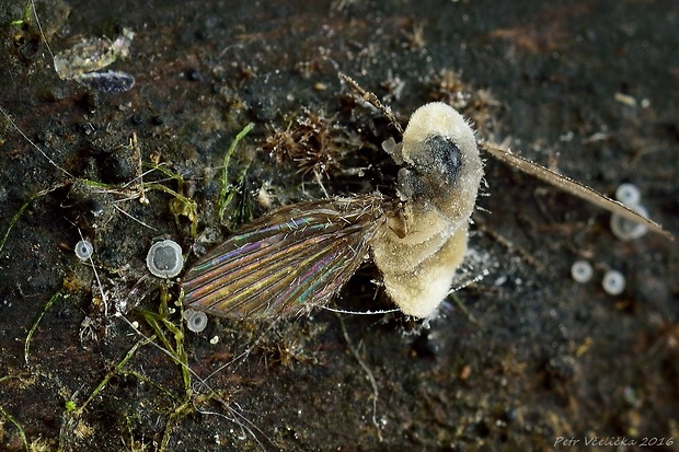 hmyzomorka mušia Entomophthora muscae (Cohn) Fresen.